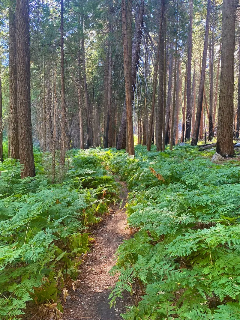 Forest along the trail.